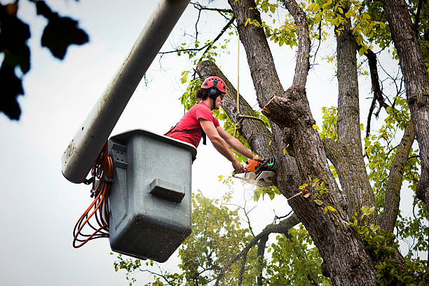 How Our Tree Care Process Works  in Glendale, WI